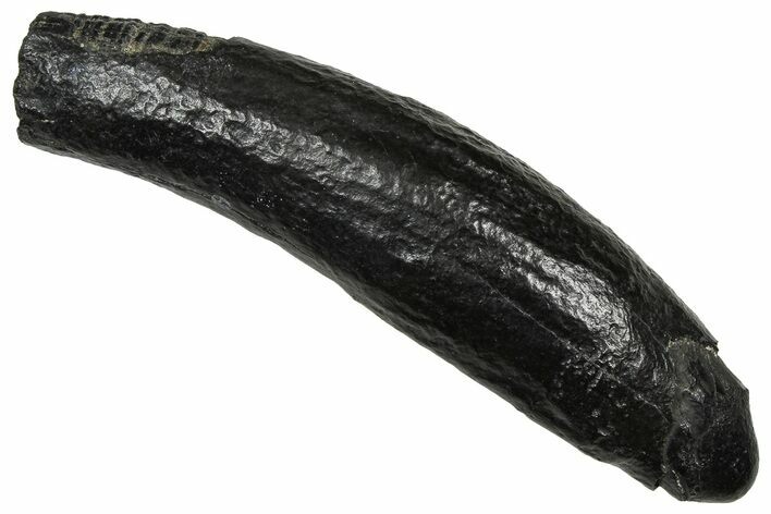 Fossil Pygmy Sperm Whale (Kogiopsis) Tooth - South Carolina #374149